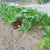 2016年3月＊10坪家庭菜園の園芸費！土づくりと春野菜作り開始です！